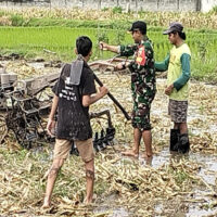 Babinsa Rejowinangun Dampingi penyiapan Lahan Musim Tanam Padi di Kademangan