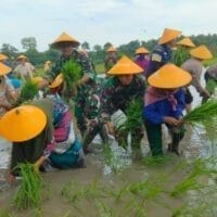 Tingkatkan Swasembada Pangan Nasional, Danramil 0811/12 Bancar Tuban Terjun Langsung Dampingi Petani Tanam Padi Di Desa Pugoh Tingkatkan Swasembada Pangan Nasional, Danramil 0811/12 Bancar Tuban Terjun Langsung Dampingi Petani Tanam Padi Di Desa Pugoh