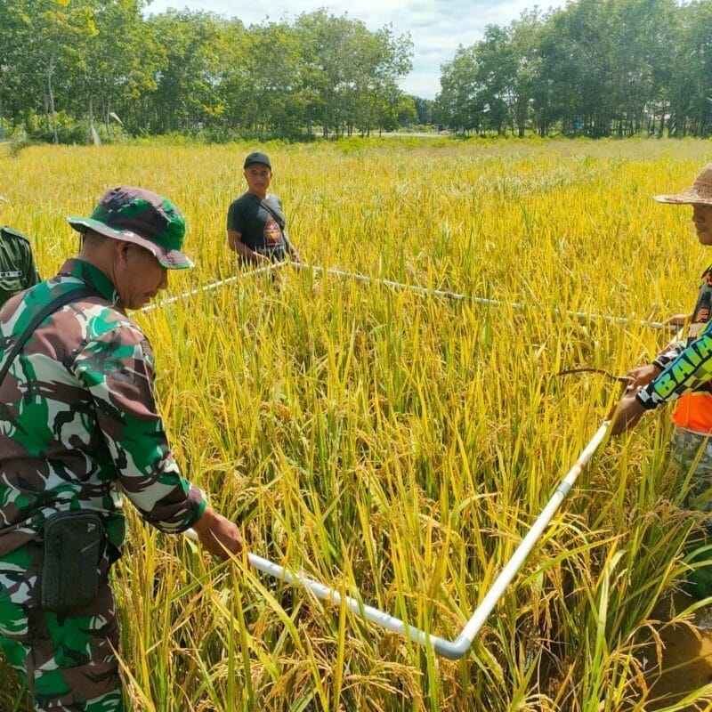 Dukung Ketahanan Pangan Nasional, Babinsa Kodim 1009/Tla Dampingi Petani di Tanah Laut