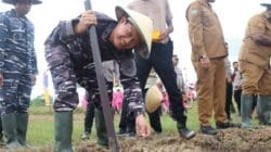 Danlantamal XIV, Hadiri Penanaman Jagung Serentak di Polsek Aimas