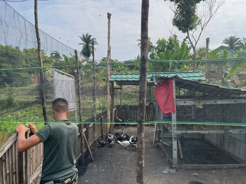 Yonif 141/AYJP Dukung Program Ketahanan Pangan dengan Urban Farming