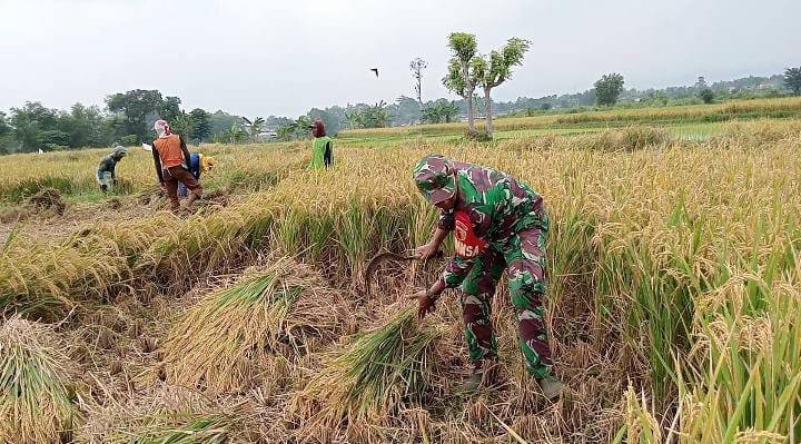 Koramil Pajarakan Dukung Program Sergap untuk Optimalkan Serapan Gabah Petani