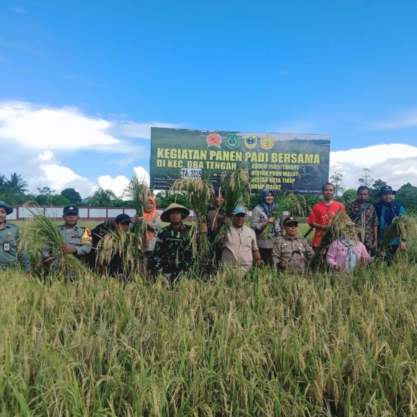 Dukung Ketahanan Pangan, Danramil 1505-05/Sofifi Hadiri Acara Panen Padi dan Penanaman Jagung