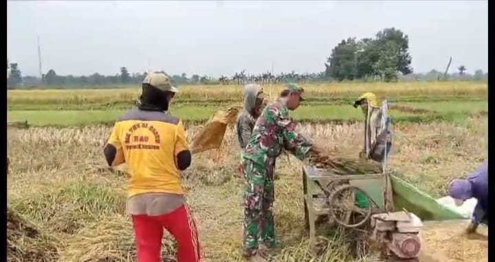 Koramil Pajarakan Lakukan Pendampingan Program Serapan Gabah Petani