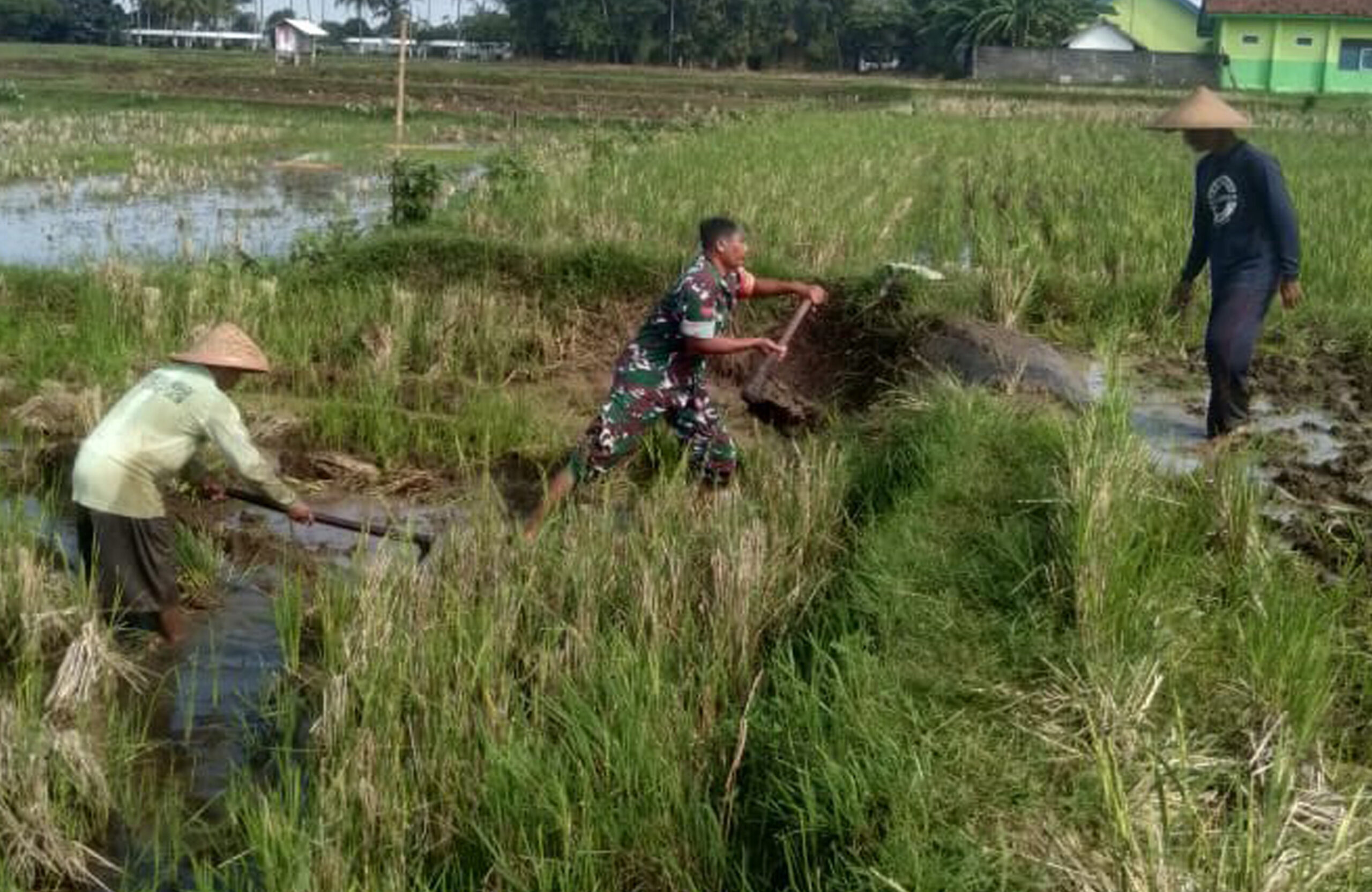 Tingkatkan Produktivitas Pertanian, Babinsa Desa Birowo Dampingi Petani Olah Lahan