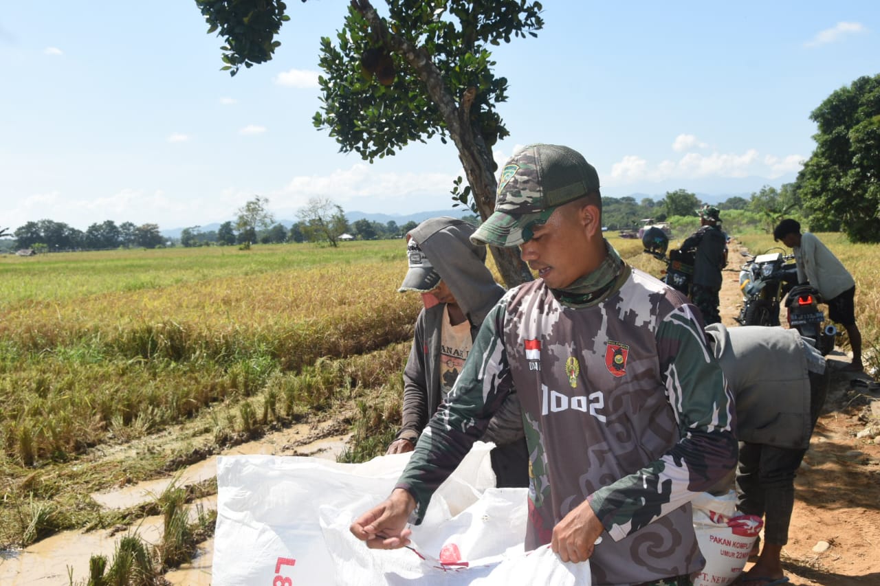 Satgas TMMD Kodim 1002/HST Bantu Petani Panen Padi di Haruyan
