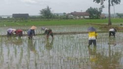 Babinsa Jatitengah Dampingi Petani Tanam Padi Inpari 32, Dukung Ketahanan Pangan Nasional