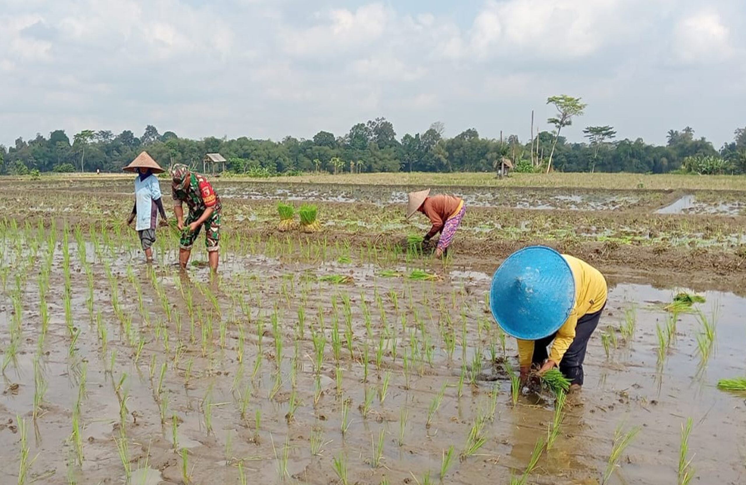 Babinsa Tegalrejo Dampingi Petani Tanam Padi Di Musim Tanam Kedua