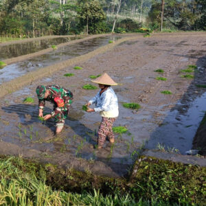 Genjot Produktivitas Padi, Babinsa Desa Tulungrejo Dampingi Petani Tanam Padi