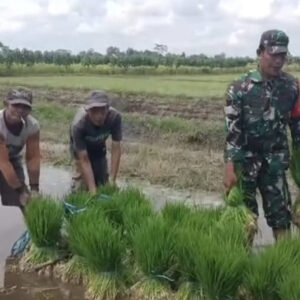 Fokus Tingkatkan Produktivitas, Babinsa Dampingi Petani Di Desa Sumbersari