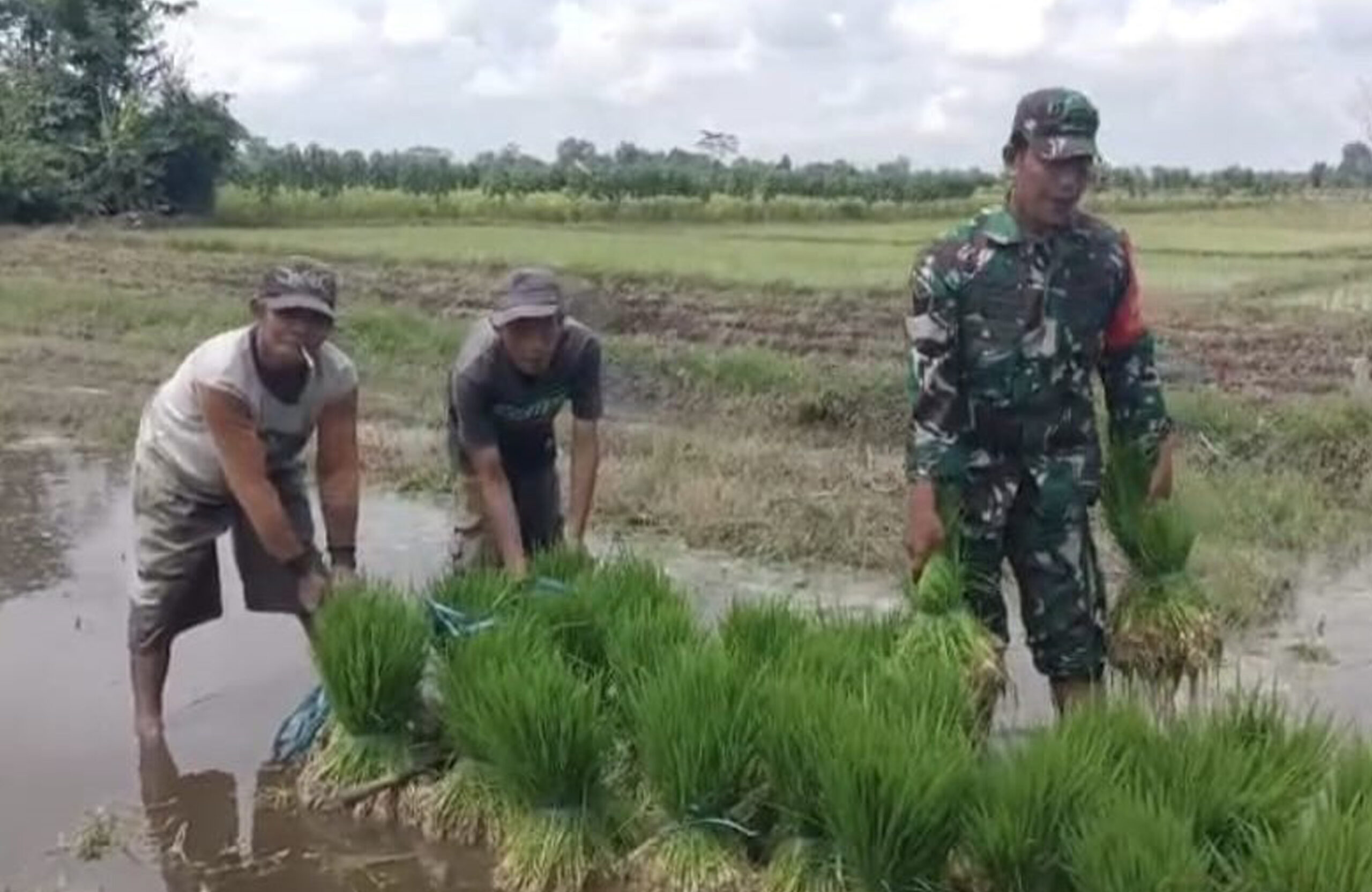 Fokus Tingkatkan Produktivitas, Babinsa Dampingi Petani Di Desa Sumbersari