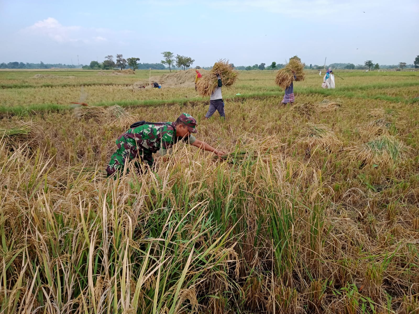 Babinsa Pajarakan Panen Padi Dukung Antisipasi Krisis Pangan Nasional