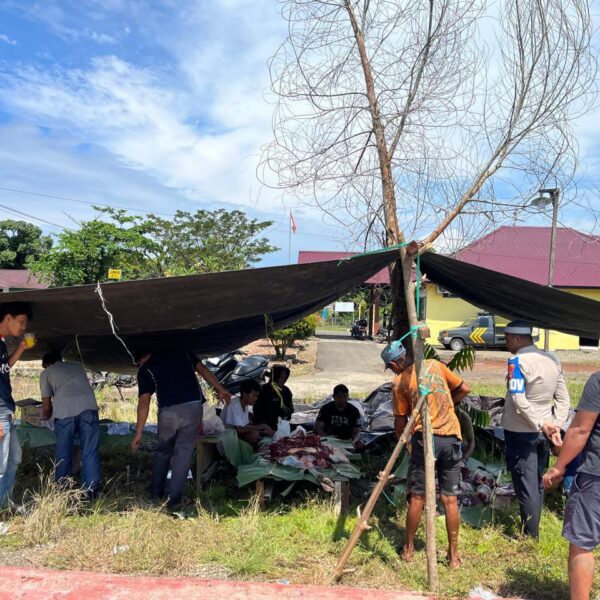 Kanit Reskrim Polsek Bungku Utara Serahkan Sapi Kurban Idul Adha