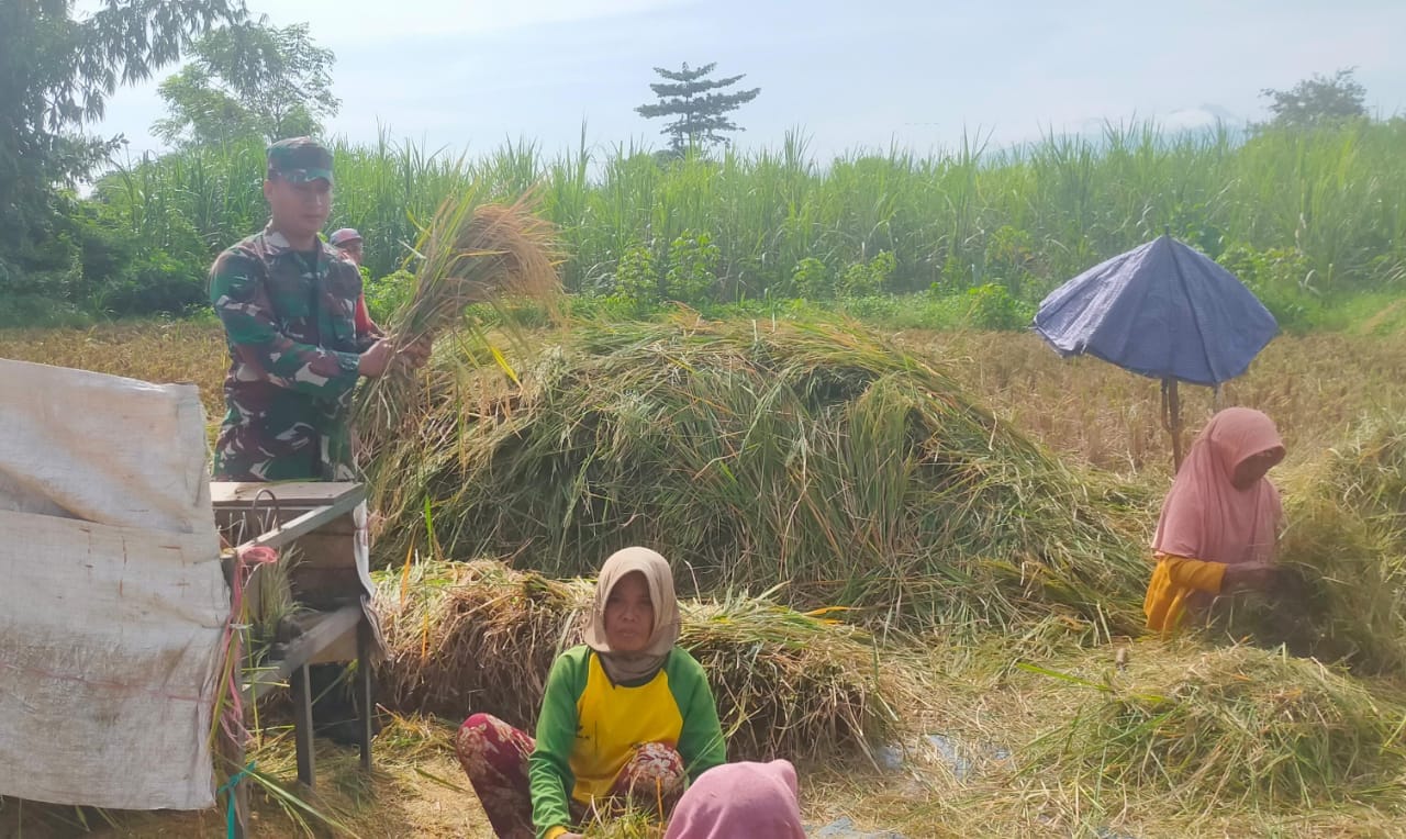 Babinsa Kodim Probolinggo Panen Padi Dorong Ketahanan Pangan Nasional