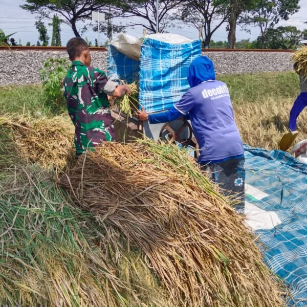 Babinsa Kodim 0820 Dampingi Panen Padi Wujudkan Ketahanan Pangan Nasional