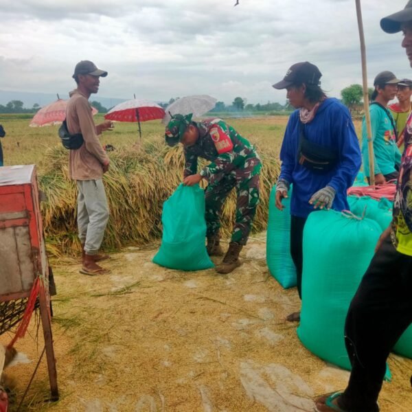 Kodim 0820 Probolinggo Sukseskan Panen Padi Dukung Ketahanan Pangan di Kraksaan