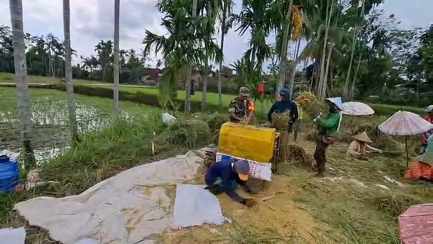 Koramil Gading Bantu Panen, Wujudkan Harmoni TNI-Rakyat Probolinggo