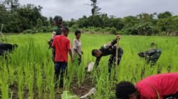 Dukung Ketahanan Pangan, Satgas Pamtas Statis Yonif 126/KC dan Warga Tinjau Perkembangan Padi Gogo