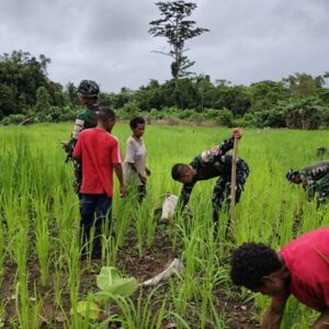 Dukung Ketahanan Pangan, Satgas Pamtas Statis Yonif 126/KC dan Warga Tinjau Perkembangan Padi Gogo