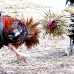 Arena Sabung Ayam di Desa Betet Nganjuk Tak Kunjung Ditutup, Diduga Ada Pembiaran