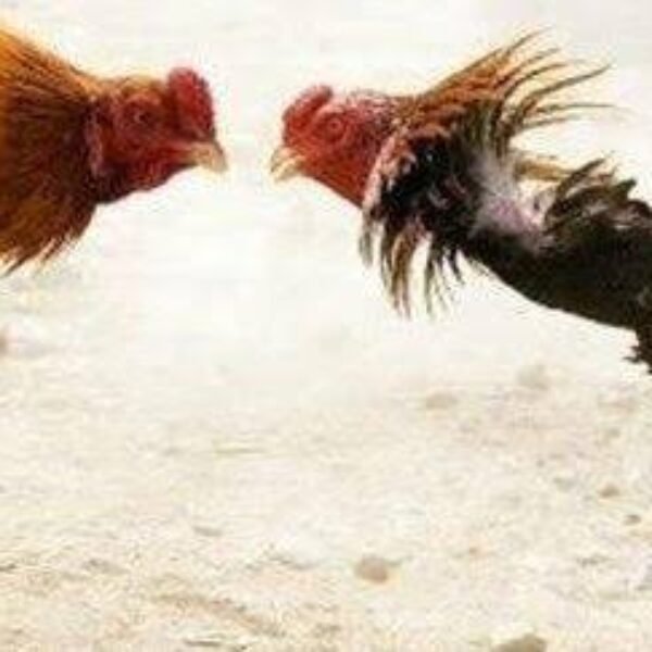 Praktik Judi Sabung Ayam di Malang Kembali Marak, Penegakan Hukum Disorot