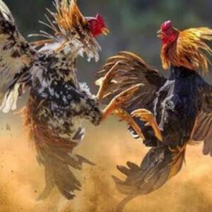 Jaringan Perjudian di Tulungagung Makin Kuat, Diduga Libatkan Oknum APH dan Pengelola Baru