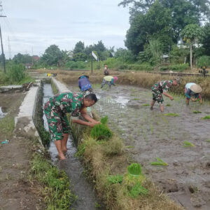 Babinsa Tawangsari Dampingi Petani Tanam Padi Musim Kedua, Dorong Optimalisasi Lahan Dan Ketersediaan Air