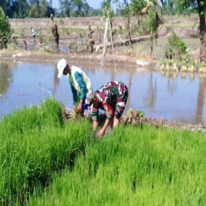Babinsa Tambakan Dampingi Petani Tanam Padi Musim Kedua Di Lahan Poktan Setia Bakti II