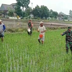 Tingkatkan Produktivitas Panen, Babinsa Desa Pojok Dampingi Petani Lakukan Pemupukan Padi