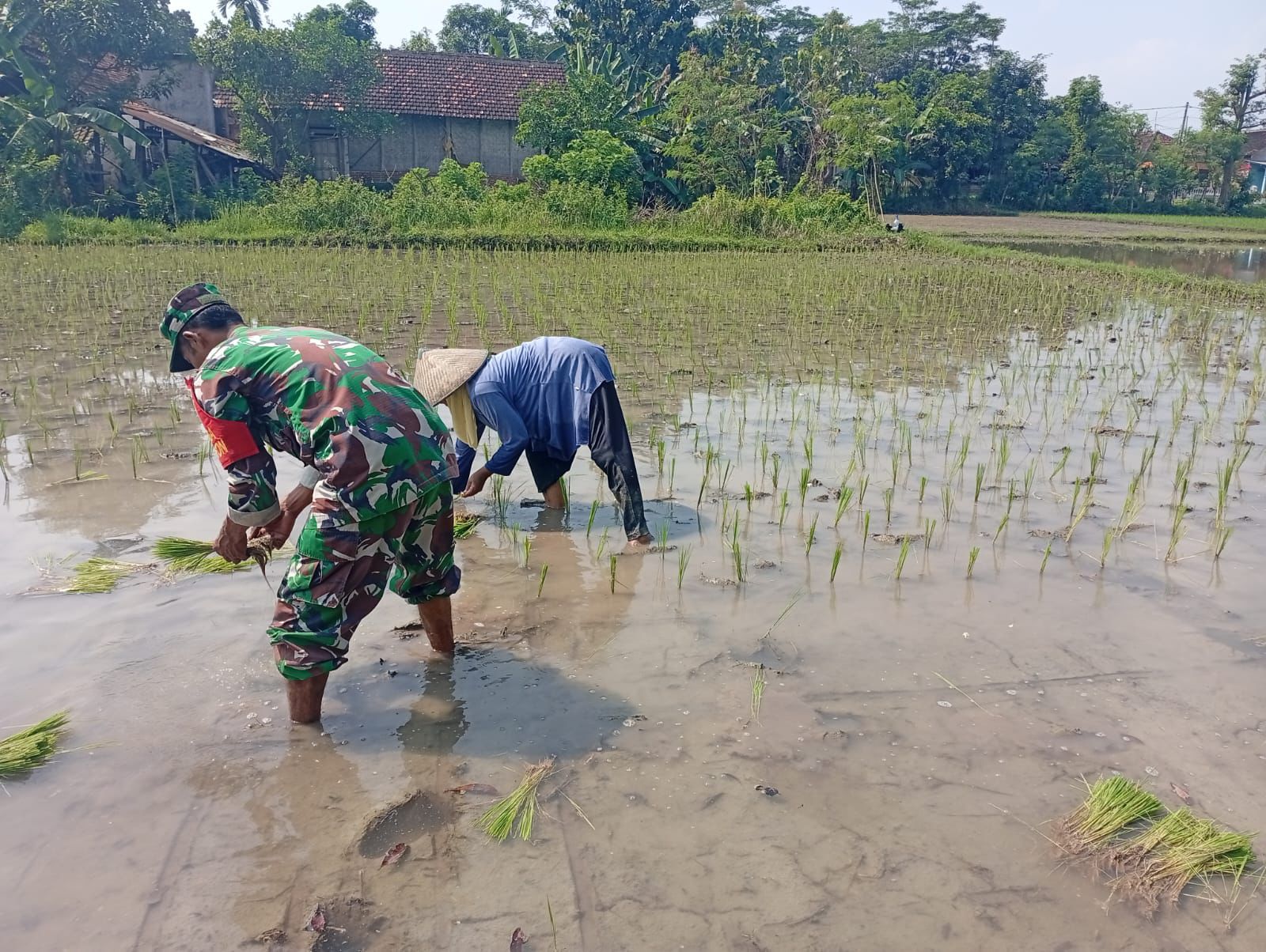 Ketersediaan Air Mumpuni, Babinsa Desa Maron Ajak Petani Percepat Masa Tanam Kedua