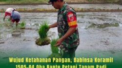 Wujud Ketahanan Pangan, Babinsa Koramil 1505-04 Oba Bantu Petani Tanam Padi