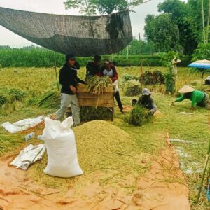 Babinsa Pakuniran Dampingi Petani Panen Padi, Dukung Ketahanan Pangan Nasional