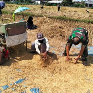 Babinsa Kodim 0820 Dampingi Panen Padi di Banyuanyar Antisipasi Darurat Pangan Nasional