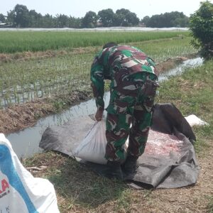 Koramil Pajarakan Dampingi Petani Sukseskan Gerakan Darurat Pangan