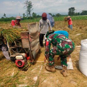 Koramil 0820-12 Kraksaan Dampingi Panen Padi Dukung Darurat Pangan Nasional