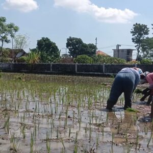 Kodim 0820 Probolinggo Dampingi Petani Antisipasi Darurat Pangan Nasional