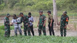 Dukung Swasembada Pangan, Dandim Tabalong Lakukan Peninjauan Lahan Pertanian