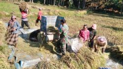 TNI Probolinggo Dampingi Petani Lumbang Panen Padi, Wujudkan Ketahanan Pangan