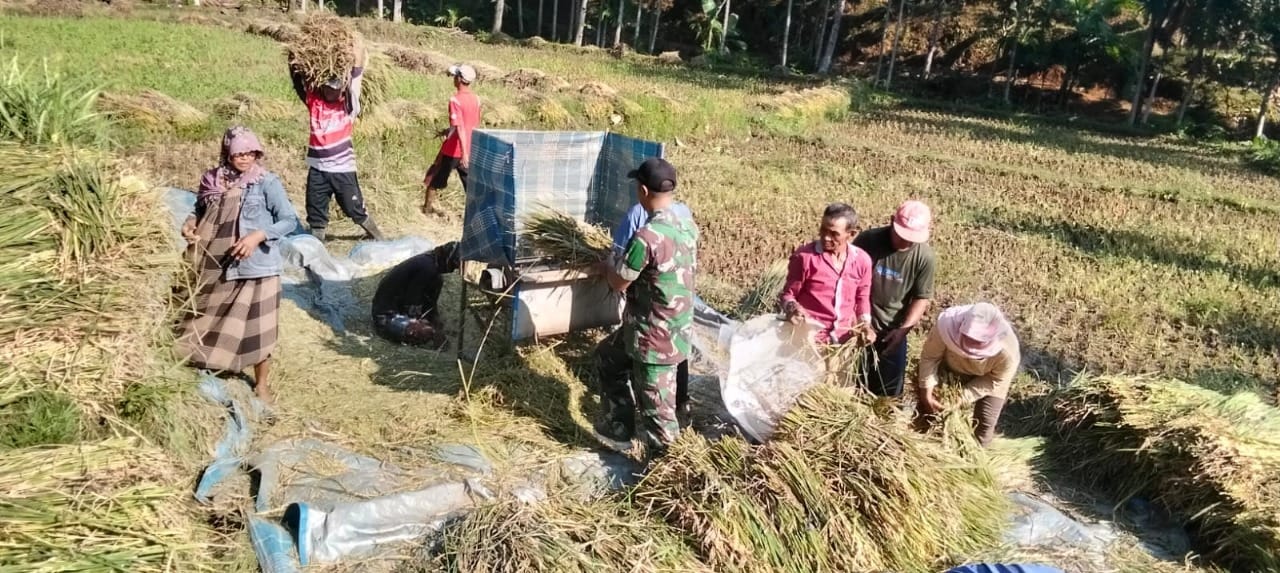 TNI Probolinggo Dampingi Petani Lumbang Panen Padi, Wujudkan Ketahanan Pangan
