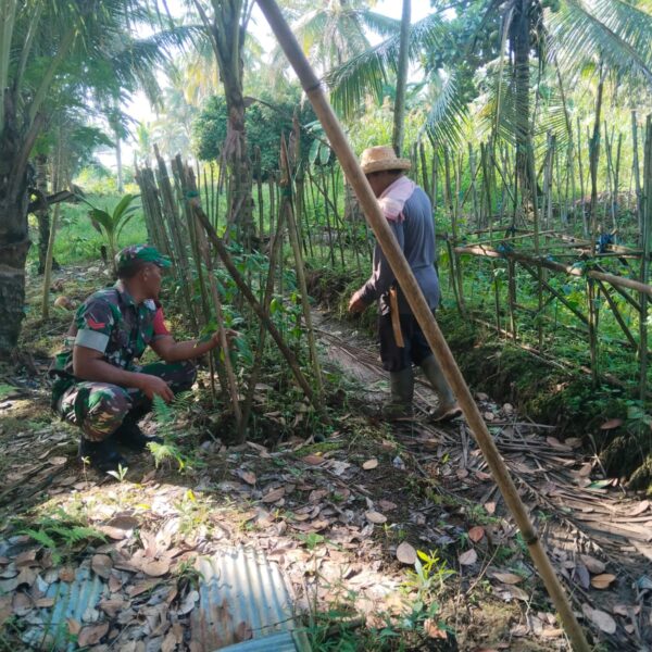 Babinsa dan Petani Lombok: Harmoni di Tengah Kebun Desa Jamil
