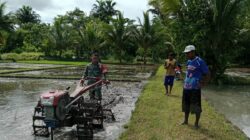 Perkuat Swasembada Pangan, Babinsa Terjun Langsung Bantu Petani di Sawah