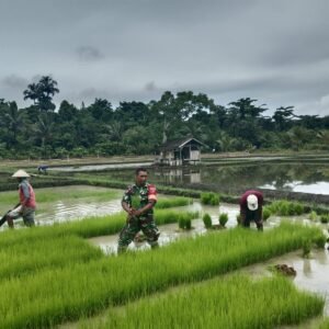Babinsa Dukung Ketahanan Pangan, Bantu Warga Pindahkan Bibit Padi ke Lahan Tanam Babinsa Dukung Ketahanan Pangan, Bantu Warga Pindahkan Bibit Padi ke Lahan Tanam