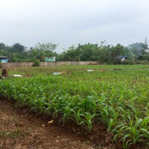 Aiptu Mukhsodin Cek Lahan Jagung 5.000 m² di Desa Sukadamai Aiptu Mukhsodin Cek Lahan Jagung 5.000 m² di Desa Sukadamai