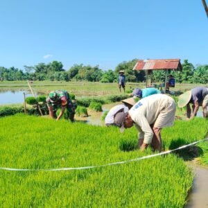 Komitmen TNI Dukung Ketahanan Pangan, Babinsa Dampingi Petani Probolinggo Komitmen TNI Dukung Ketahanan Pangan, Babinsa Dampingi Petani Probolinggo