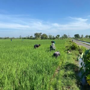 Babinsa Menyatu dengan Petani: Tumbuh Keyakinan Pangan Negeri Takkan Surut Babinsa Menyatu dengan Petani: Tumbuh Keyakinan Pangan Negeri Takkan Surut