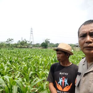 Polsek Cikupa Cek Lahan Jagung Hibrida, Dukung Program Ketahanan Pangan Polsek Cikupa Cek Lahan Jagung Hibrida, Dukung Program Ketahanan Pangan
