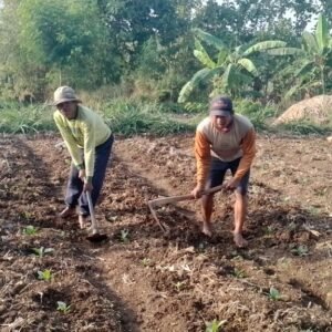 Pastikan Produksi Pertanian Meningkat, Koramil Lumbang Dampingi Petani Pastikan Produksi Pertanian Meningkat, Koramil Lumbang Dampingi Petani