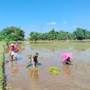 Pendampingan Petani Oleh Kodim 0820 Probolinggo Dukung Ketahanan Pangan Pendampingan Petani Oleh Kodim 0820 Probolinggo Dukung Ketahanan Pangan