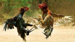Perjudian Sabung Ayam dan Dadu Kian Menggila di Desa Siman Kediri, Warga Minta Aparat Bertindak Tegas