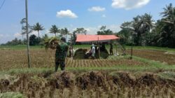 Bulir Padi Pilar Negeri, Sinergi Babinsa Dan Petani Karangrejo Jaga Ketahanan Pangan